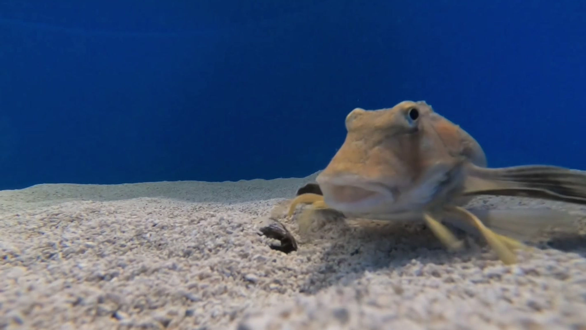 Prionotus carolinus